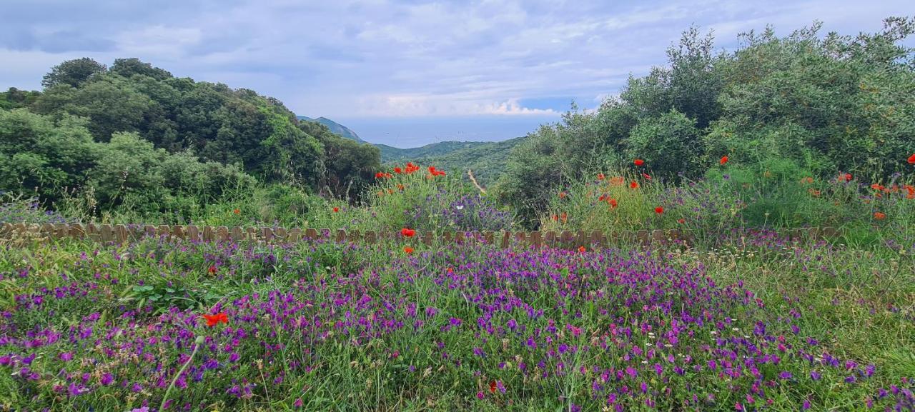 Les Terrasses De Scaglioli Villa Villanova Kültér fotó